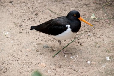 Fareli köyün istiridye yakalayıcısının siyah bir kafası, boynu ve kanatları var. At arabasının altı beyaz. Onun dar uzun bir gagası var.