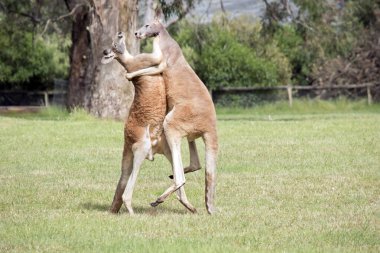 İki erkek kanguru, dişilerle kimin çiftleşeceği konusunda kavga ediyor. Erkek kanguru, diğer kanguru ona saldırırken kuyruğunu dengelemek için kullanır.