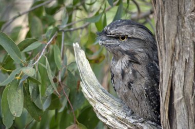 Tawny kurbağa ağzının benekli gri, beyaz, siyah ve paslı tüyleri ölü ağaç dallarını taklit etmelerine yardımcı olur. Tüyleri yumuşaktır, baykuşlarınki gibi.,