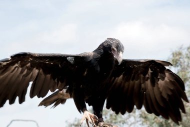Kaz kuyruklu Kartal koyu kahverengi-siyah bir renktir. Takoz kuyruklu kartalın gagası soluk kremlidir..