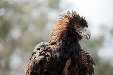 Takoz kuyruklu kartal koyu kahverengi-siyah bir renktir. Takoz kuyruklu kartalın gagası soluk kremlidir.