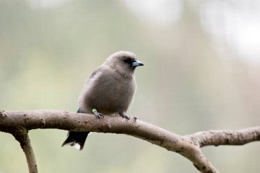 Odun kırlangıcı küçük tüylü gri bir kuştur.