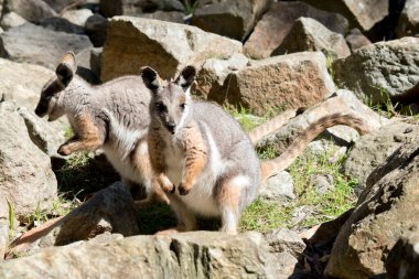 Sarı ayaklı iki kanguru ot yiyor.