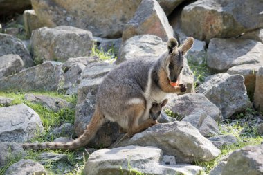 sarı ayaklı kaya wallaby onun kese bir joey var