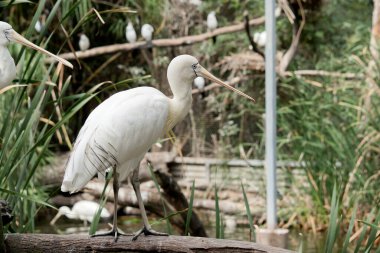 Sarı kaşık gagası, kaşığa benzeyen bir krema gagası olan büyük beyaz bir deniz kuşudur. Sarı kaşık gagasının yüzünde açık mavi bir çizgi vardır.