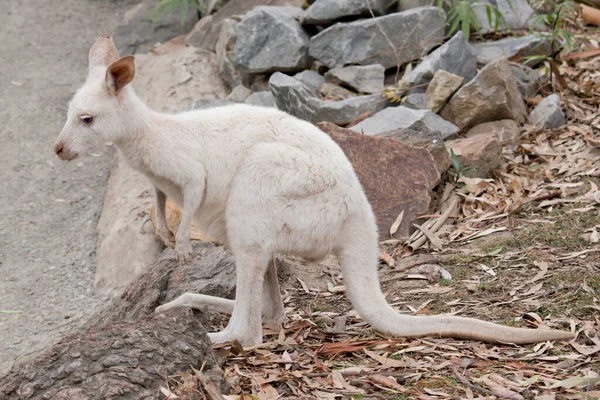 Albino Kangaroo All White Pink Eyes Ears Nose — Stock Photo, Image