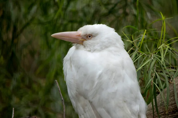 Questo Albino Che Ride Kookaburra — Foto Stock