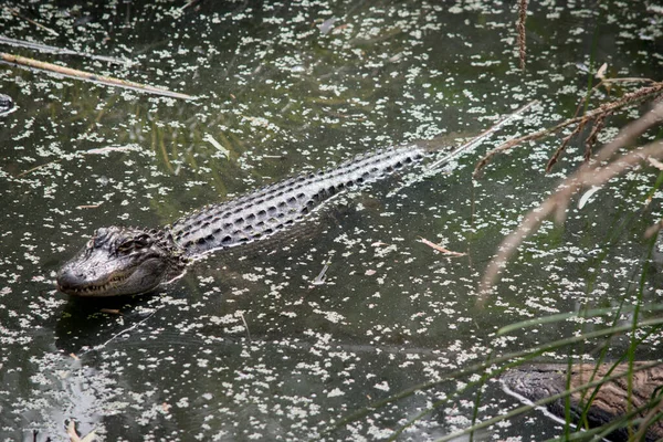 Gli Alligatori Hanno Muso Lungo Arrotondato Che Narici Rivolte Verso — Foto Stock