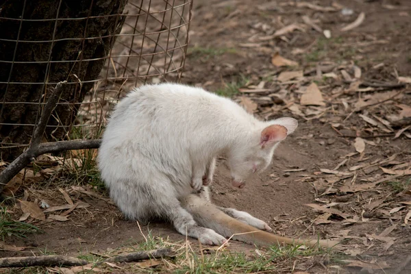 Ściana Albinosów Jest Biała Różowymi Oczami Uszami Nosem — Zdjęcie stockowe