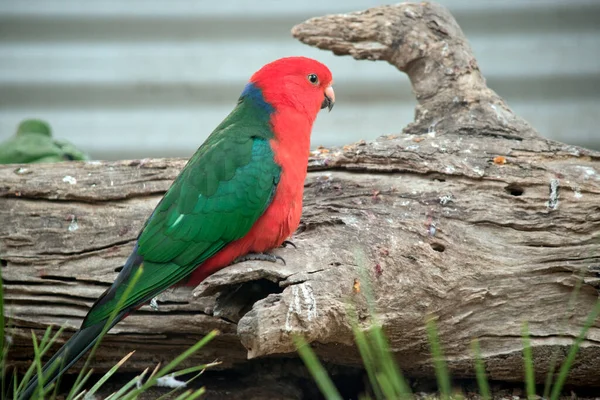 Австралийский Королевский Попугай Имеет Красный Живот Зелёную Спину Зелёными Крыльями — стоковое фото