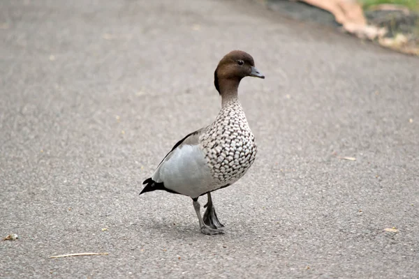 Male Wood Duck Has Darker Head Small Dark Mane Speckled — Stock Photo, Image
