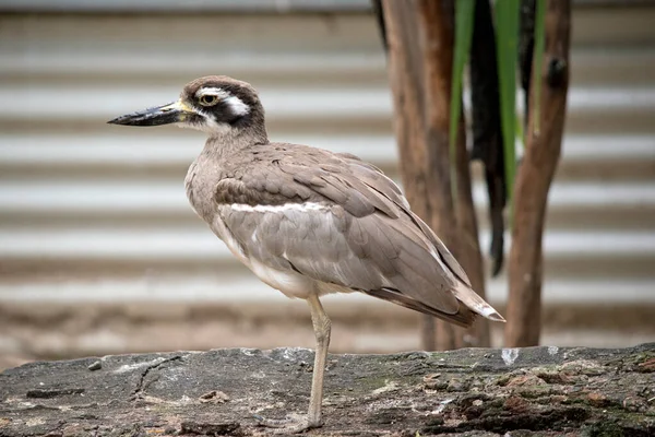 Beach Stone Curlew Largely Grey Brown Upperparts Distinctive Black White — Stock Photo, Image