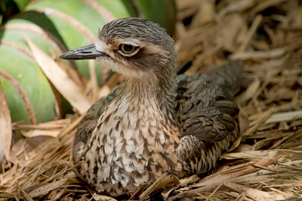 Bush Stone Curlew Has Grey Brown Colouring Its Upper Region — Stock Photo, Image