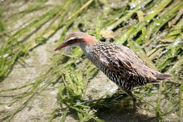 the buff banded rail has a distinctive grey eyebrow and an orange-brown band on its streaked breast. The lores, cheek and hindneck are rich chestnut. The chin and throat are grey, the upperparts streaked brown and the underparts barred black and whit