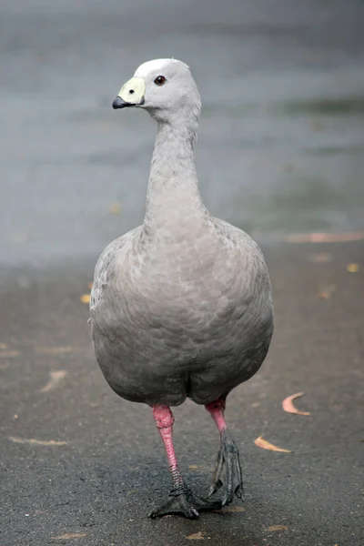 Cape Barren Goose Mycket Stor Blek Grå Gås Med Ett — Stockfoto