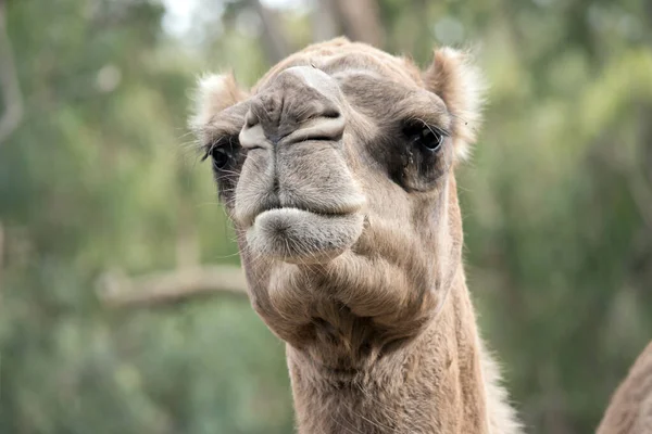 Верблюды Млекопитающие Карими Глазами Длинными Ресницами Широкогубой Мордой Горбатой Спиной — стоковое фото