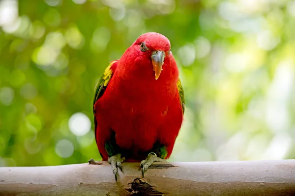 Лори Рыжее Тело Зеленые Крылья — стоковое фото