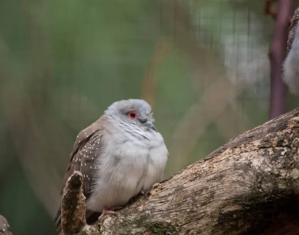 Diamond Dove Smallest Australian Dove Distinctive Red Eye Ring Blue — Foto de Stock