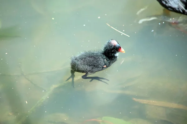 Dusky Moorhen Chick Swimming Lake — Foto de Stock