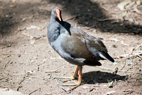 Den Dusky Moorhen Vattenfågel Som Har Alla Svarta Fjädrar Med — Stockfoto