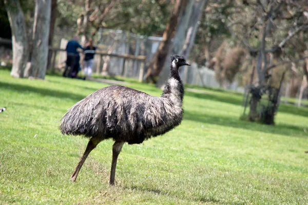 Una Vista Lateral Del Emú Australiano Campo — Foto de Stock