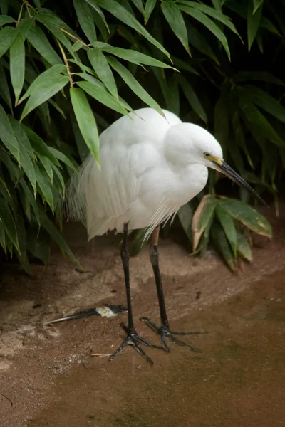 Wielki Żal Wysoki Biały Ptak Wodny Czarnym Dziobem — Zdjęcie stockowe