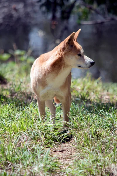 ディンゴは緑の猟犬のように自然に傾斜しており 大きな耳は永久に引かれ 尾はしばしば白い先端でマークされます — ストック写真