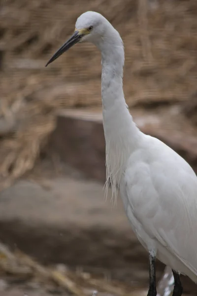 Great Egrets Sono Uccelli Trampolieri Alti Dalle Zampe Lunghe Con — Foto Stock