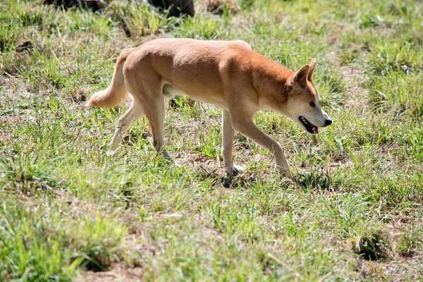 Dingoes Naturally Lean Greyhound Large Ears Permanently Pricked Tails Often — Stock Photo, Image