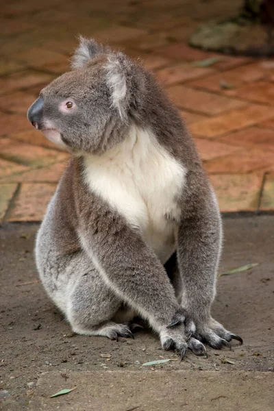 Koala Heeft Een Grote Ronde Kop Grote Harige Oren Grote — Stockfoto