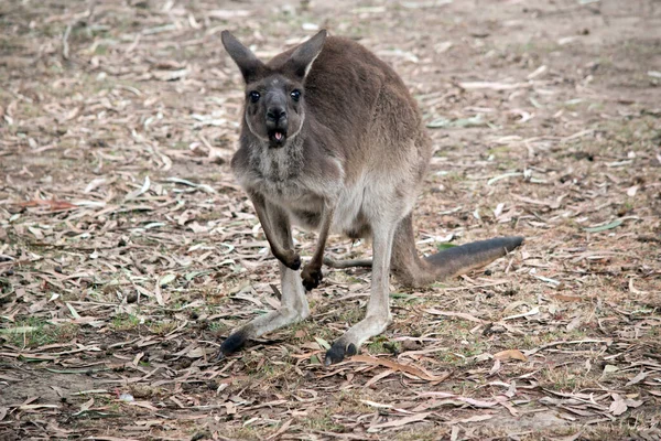 Kangur Wyspa Kangaroo Brązowe Ciało Białym Pod Brzuchem Długi Ogon — Zdjęcie stockowe