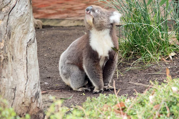 Koala Memiliki Kepala Bulat Besar Telinga Berbulu Besar Dan Hidung — Stok Foto