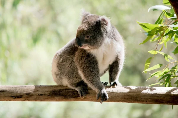 Koala Tiene Una Gran Cabeza Redonda Grandes Orejas Peludas Una —  Fotos de Stock
