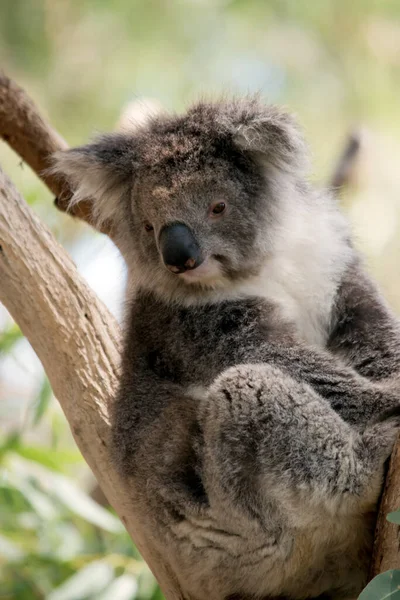 Koala Tiene Una Gran Cabeza Redonda Grandes Orejas Peludas Una —  Fotos de Stock