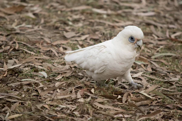 Little Billed Corella Biały Ptak Czerwonym Twarzy Klatce Piersiowej Niebieskim — Zdjęcie stockowe