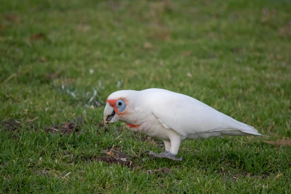 Довга Біла Королева Білий Птах Червоним Обличчі Грудях Блакитним Оком — стокове фото
