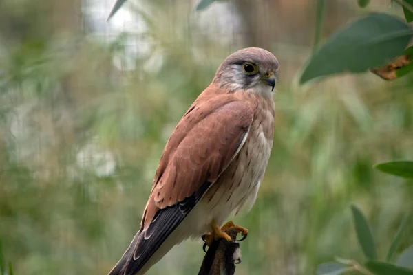Nankeen Kestrel Slender Falcon Relatively Small Raptor Bird Prey Upper — Stock Photo, Image