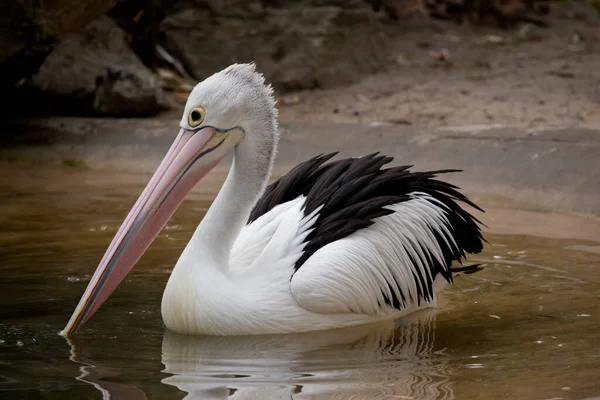 Australische Pelikane Gehören Den Größten Fliegenden Vögeln Sie Haben Einen — Stockfoto