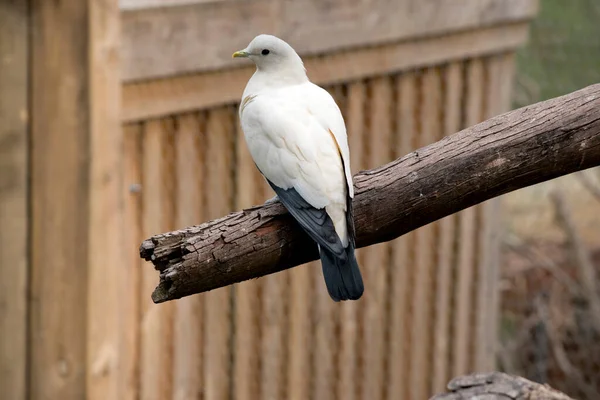 Fareli Köyün Torresian Mparatorluk Güvercini Tamamen Beyaz Siyah Kanatlı — Stok fotoğraf