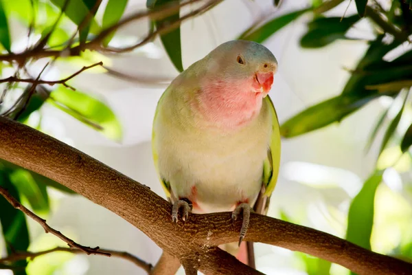 Princess Parrot Has Plumage Mostly Green Pink Throat Bluish Crown —  Fotos de Stock