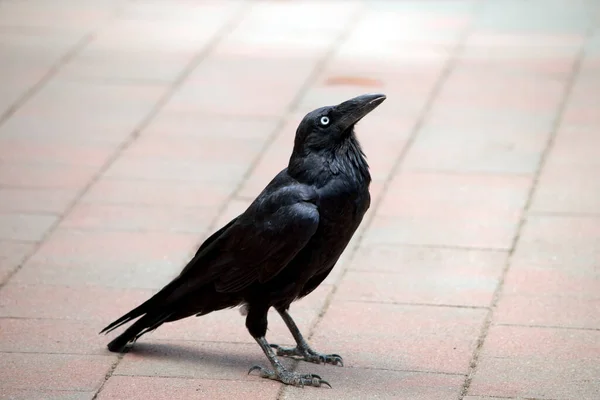 Ravens Australianos São Pretos Com Olhos Brancos Adultos Penas Garganta — Fotografia de Stock