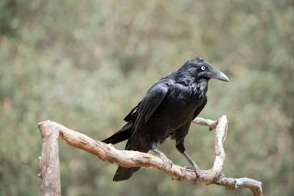 オーストラリアのレイブンスは黒で 大人の目は白い ハックル の羽は他の種よりも長く 鳥は水平位置に頭と体を保持しながら 呼び出すときにこれらを拡張する傾向があります — ストック写真