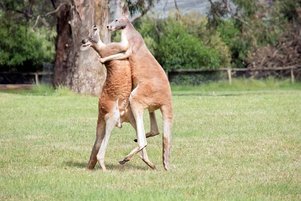 Dwóch Męskich Kangurów Kłóci Się Kto Skończy Samicami Samiec Kangura — Zdjęcie stockowe