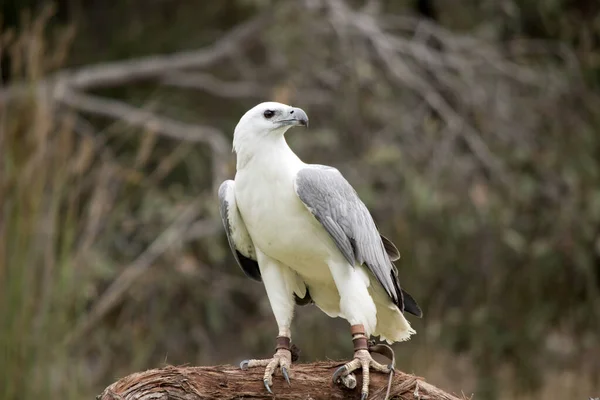 Zeearend Een Grote Roofvogel Met Een Witte Romp Grijze Vleugels — Stockfoto