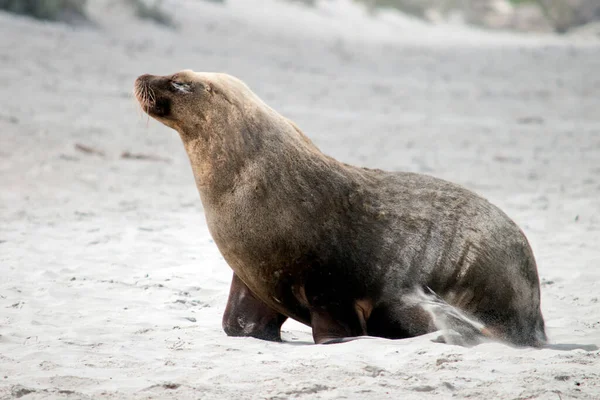 the male sea lion is a darker grey with white or golden hair on top