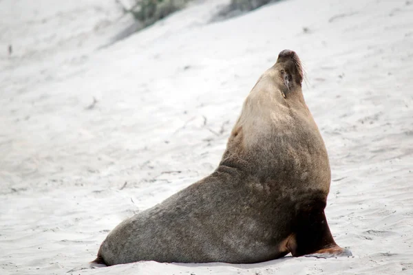 Deniz Aslanları Dış Kulak Kanatları Uzun Yüzgeçler Büyük Göğüs Göbek — Stok fotoğraf