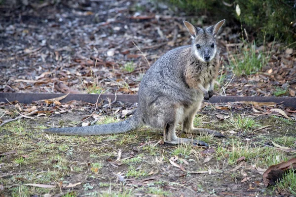 the tammar wallaby  has dark greyish upperparts with a paler underside and rufous-coloured sides and limbs. The tammar wallaby has white stripes on its face.
