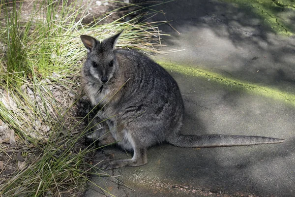 塔马袋鼠是一种灰色的小袋鼠 有棕褐色的胳膊和白色的脸颊条纹和长长的尾巴 — 图库照片