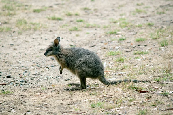 the tammar wallaby  has dark greyish upperparts with a paler underside and rufous-coloured sides and limbs. The tammar wallaby has white stripes on it face and whiskers