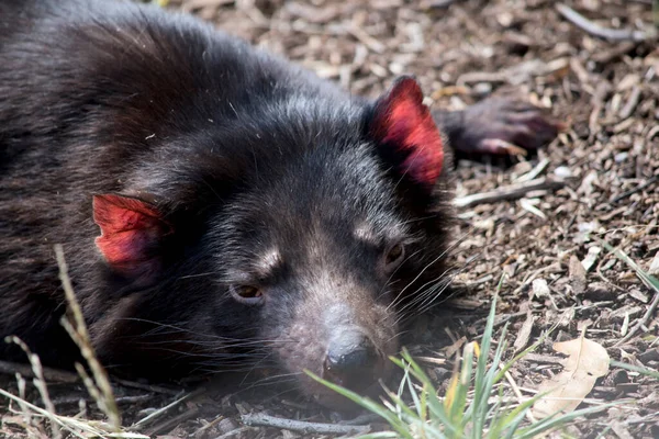 The Tasmanian Devil is the size of a small dog. Devils have black fur with a large white stripe across their breast and the odd line on their back.